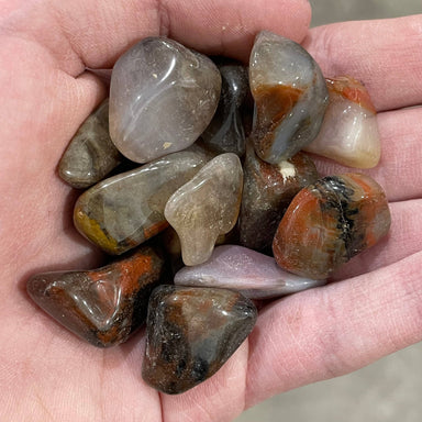 Petrified Wood 1/2” plus Tumbled 1 Lb - Coco and lulu boutique