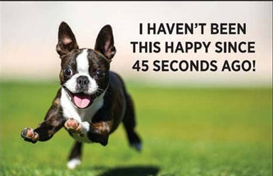 Magnet-I haven't been this happy since 45 seconds ago! - Coco and lulu boutique