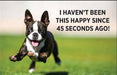 Magnet-I haven't been this happy since 45 seconds ago! - Coco and lulu boutique 